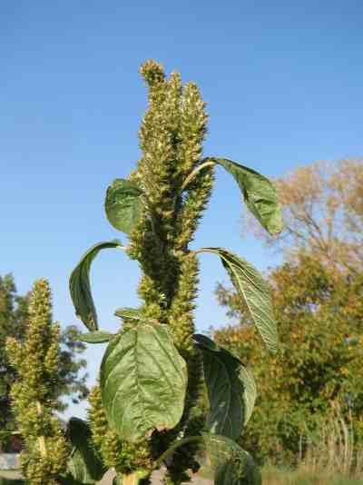 pigweed pigweed