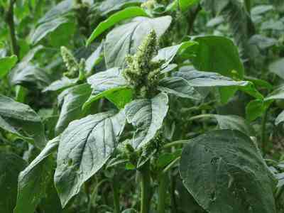 pigweed