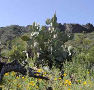 Prickly Pear Cactus