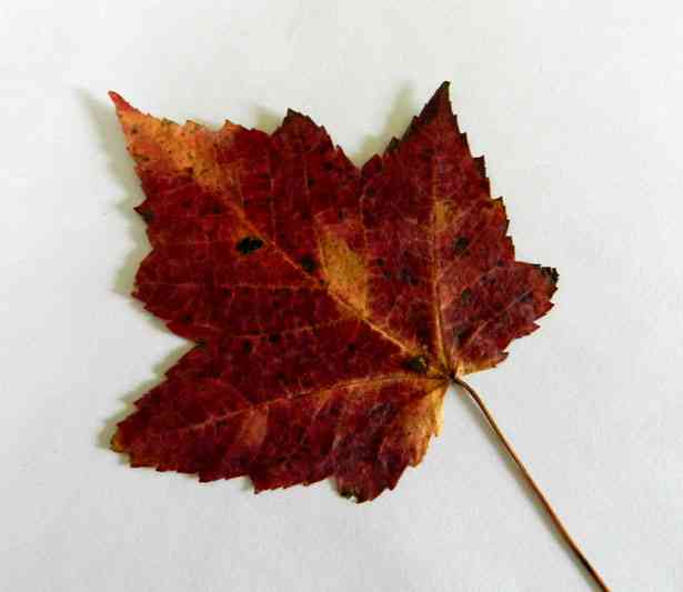 red maple leaf