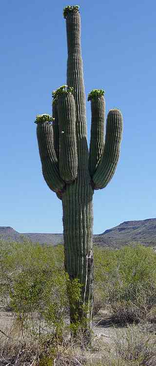 saguaro cactus