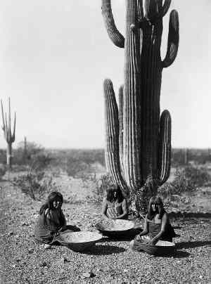 saguaro cactus