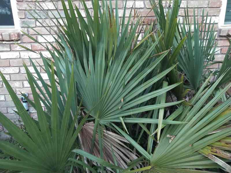 saw Palmetto