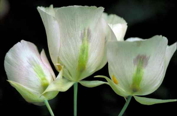 sego lily