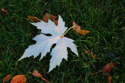 silver maple leaf