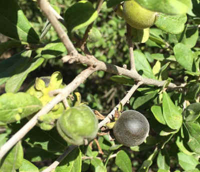 texas persimmon