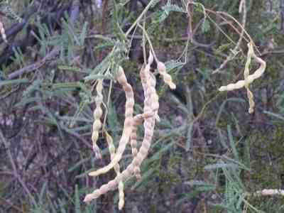 mesquite pods