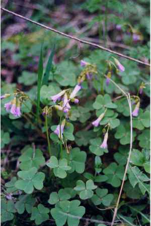 Wood Sorrel Edible Wild Plant