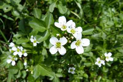 watercress