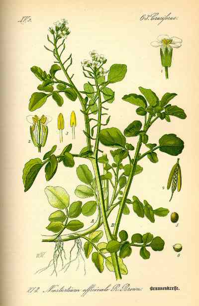 watercress