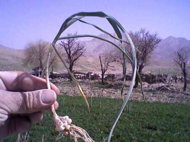 wild onion