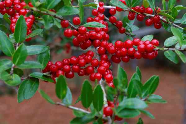 yaupon berries