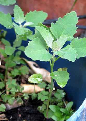 lambs quarters