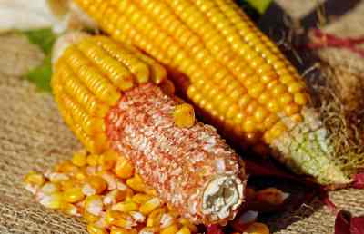 cornmeal