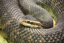 water moccasin