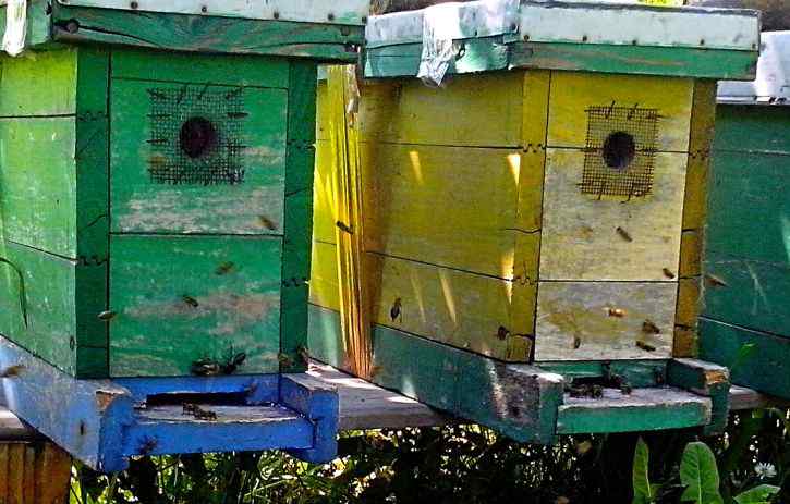 bee hives