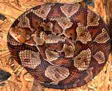 copperhead