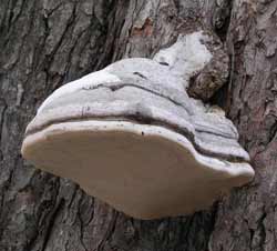 tender fungus