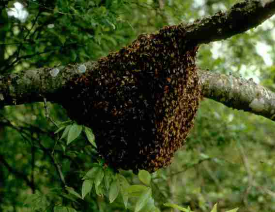 bee swarm