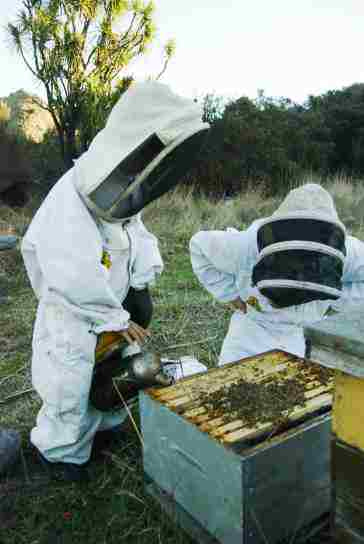 smoking the bees