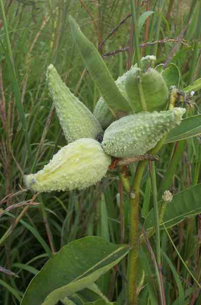 milkweed Milkweed floss