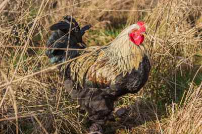 Healthy Chickens