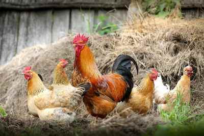 chickens