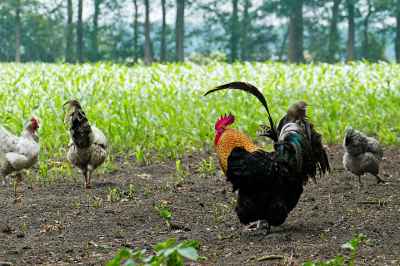 free-range chickens