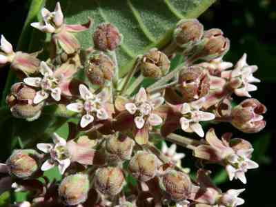 Milkweed flowers