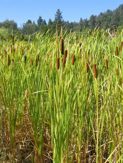 Cattail Medicine