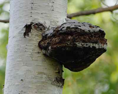 Chaga Mushroom