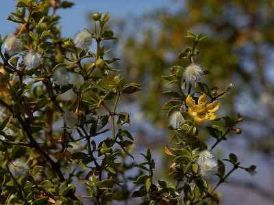 Creosote Bush