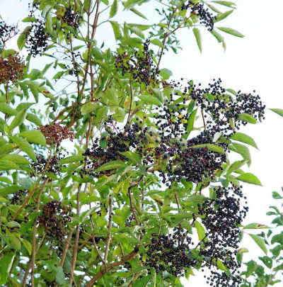 elderberry