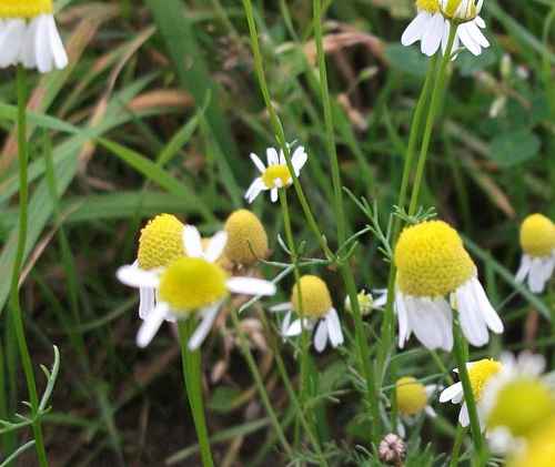 German Chamomile