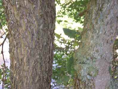 hackberry bark