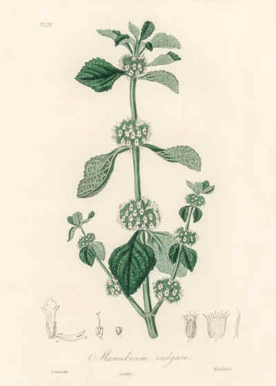 Horehound blanco