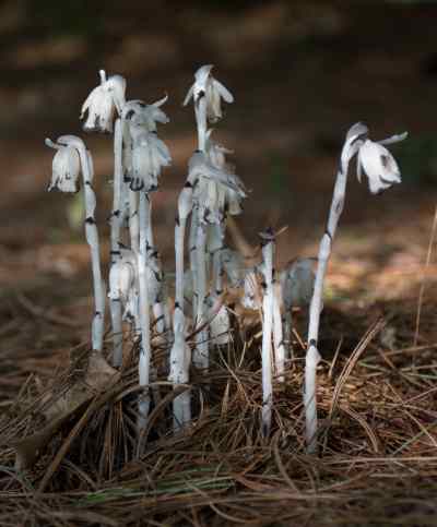 Indian Pipe