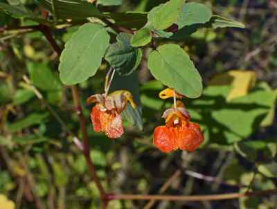 jewelweed