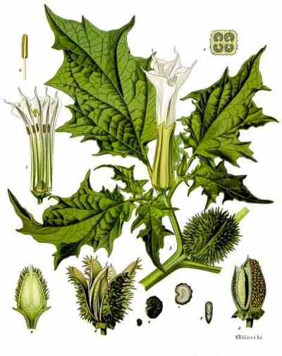 JIMSONWEED