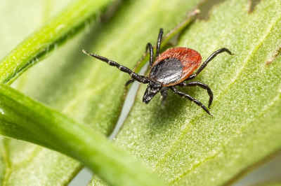 Natural Treatment of Lyme disease