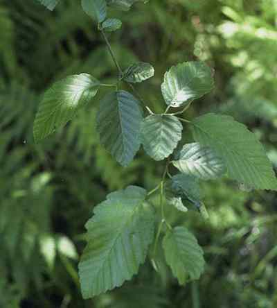 red alder