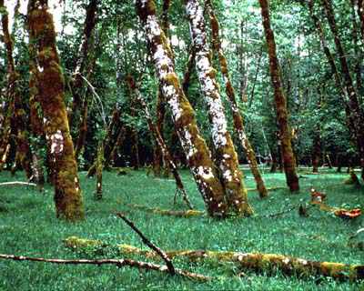 red alder bark