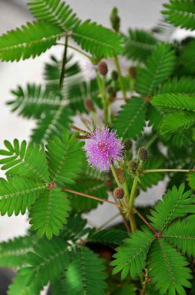 sensitive plant