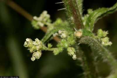 stinging nettle