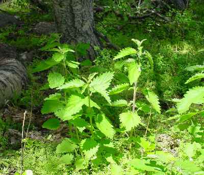 stinging nettle stinging nettle