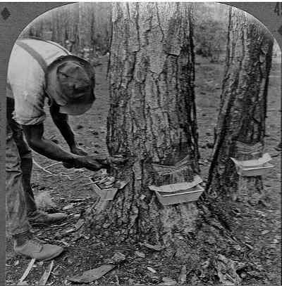 Making Turpentine and Rosin from Pine Sap 