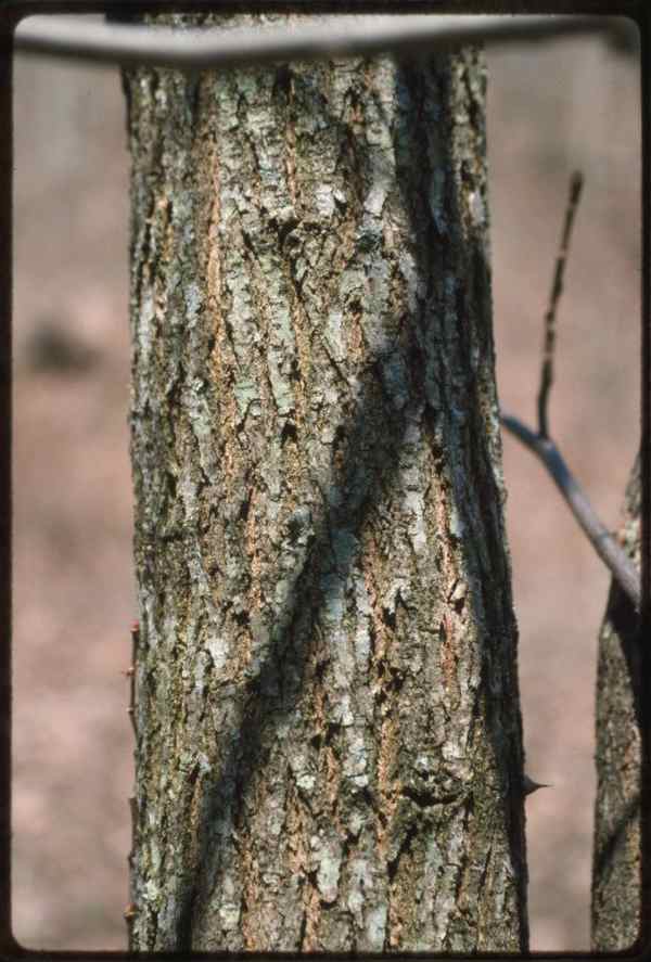 slippery elm bark