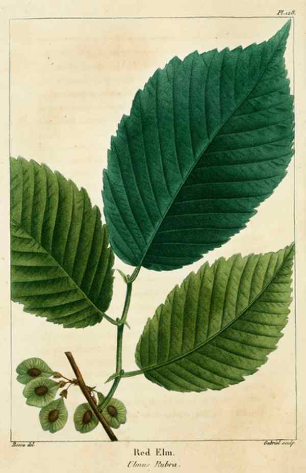 slippery elm