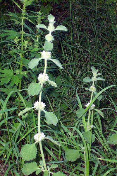 white horehound