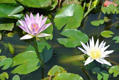 water lily